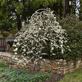 Plant Photo 8