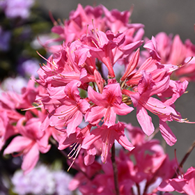 rosy lights azalea