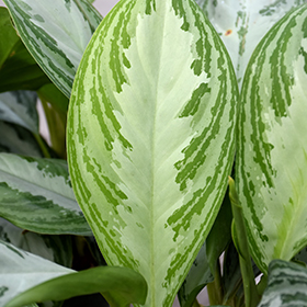 Plant Photo 9