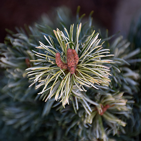 Plant Photo 3