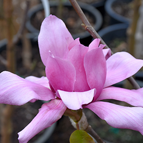 Plant Photo 7