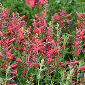 Plant Photo 1