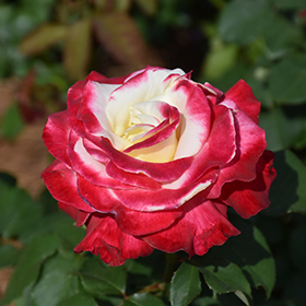 Double Delight Hybrid Tea Rose Rosa Double Delight In Inver Grove Heights Minnesota Mn At Gertens