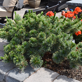 Plant Photo 2