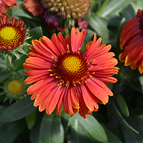 Blanket discount flower size