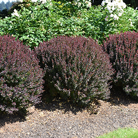 Plant Photo 8