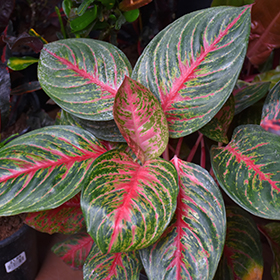 Plant Photo 5