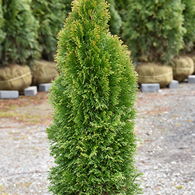 Plant Photo 7