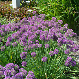 Plant Photo 7