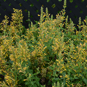 Plant Photo 2