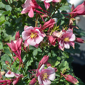 Plant Photo 10