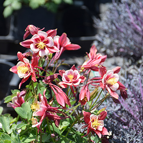 Plant Photo 9