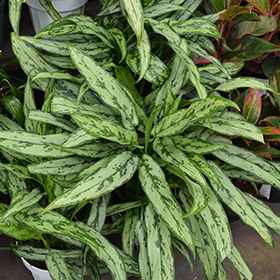 Plant Photo 1