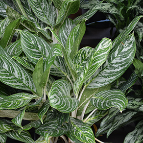 Plant Photo 3