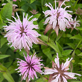 Plant Photo 6