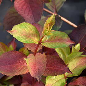Plant Photo 2