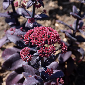 Plant Photo 10