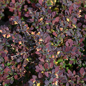 Plant Photo 10