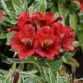 Plant Photo 3
