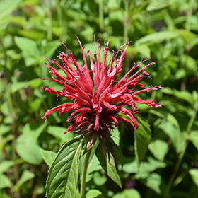 Plant Photo 6