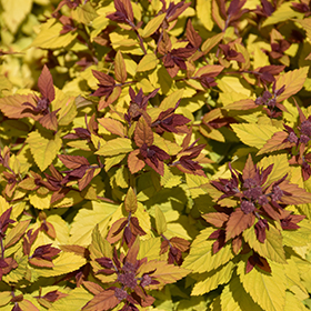 Plant Photo 10