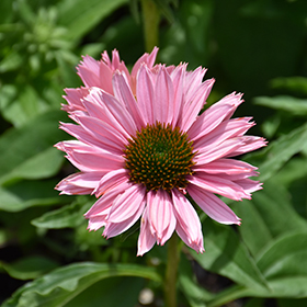 Plant Photo 2