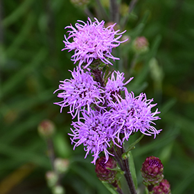 Plant Photo 7
