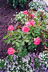 Queen Elizabeth Hybrid Tea Rose (Rosa 'Queen Elizabeth') in Inver Grove  Heights, Minnesota (MN) at Gertens