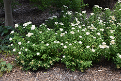 Japanese White Spirea Spiraea Albiflora In Inver Grove Heights Minnesota Mn At Gertens