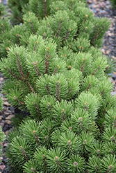 Honey Bun Mugo Pine (Pinus mugo 'Honey Bun') in Inver Grove Heights ...