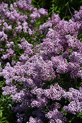 Bloomerang Dwarf Purple Lilac Syringa Smnjrpu In Inver Grove Heights Minnesota Mn At Gertens