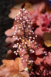 15+ Heuchera Fire Alarm Plant